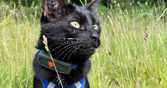 chloé pet sitter à ST DENIS D ORQUES 72350_2
