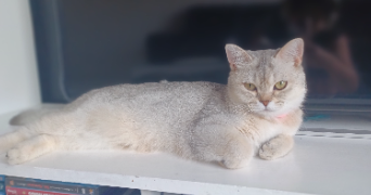maria pet sitter à SARRE UNION 67260_3