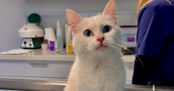 lomane pet sitter à CAMORS 56330_9