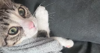 Marie pet sitter à Albi 81000