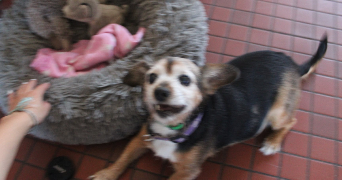 léa pet sitter à LEVROUX 36110_8