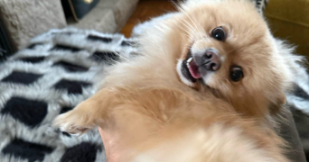 manon pet sitter à ANTIBES 06600_3