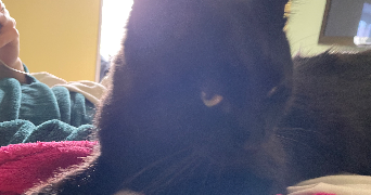 mandy pet sitter à Bourges 18000_8