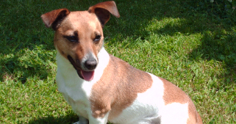 christelle pet sitter à PAVILLY 76570_1