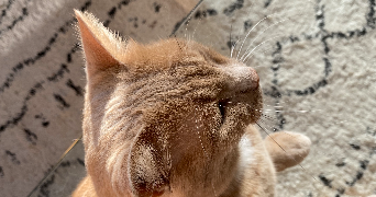 clara pet sitter à GRENOBLE 38000_6