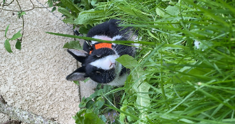 anaëlle pet sitter à ELBEUF 76500_4