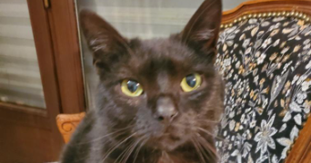 elisa pet sitter à REIMS 51100_2