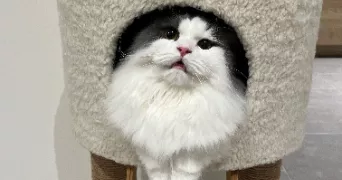 célia pet sitter à SERMANGE 39700