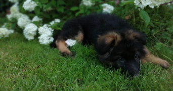 coline pet sitter à ST JEAN LIGOURE 87260_1