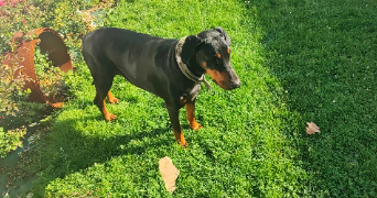 isabelle pet sitter à PERENCHIES 59840_1