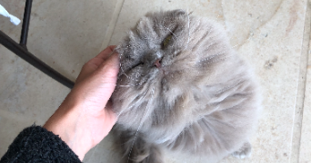 pauline pet sitter à CHAVENAY 78450_8