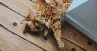 valentin cat sitter à CHAMBERY 73000_2