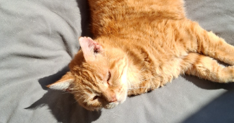 eloise pet sitter à SOLLIES TOUCAS 83210_0