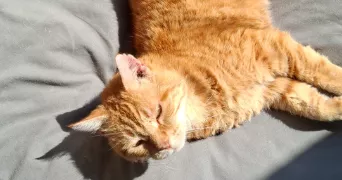 eloise pet sitter à SOLLIES TOUCAS 83210