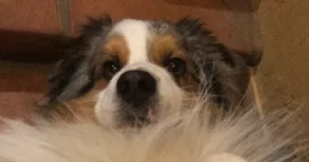 virginie pet sitter à MITTELBERGHEIM 67140