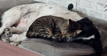 audrey pet sitter à SAUGNACQ ET MURET 40410_0