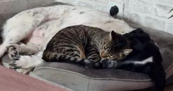 audrey pet sitter à SAUGNACQ ET MURET 40410