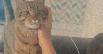 soumaya pet sitter à ST FONS 69190_1