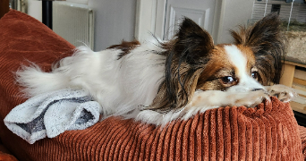 florence pet sitter à ANNAY 62880_3