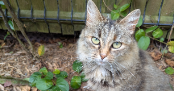 assia pet sitter à BREST 29200_2