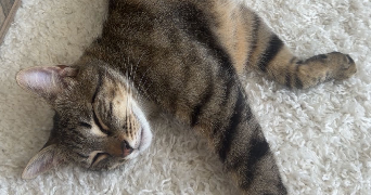 iman pet sitter à DOUAI 59500_1