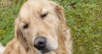 lucas pet sitter à METZ 57000_1