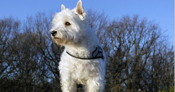 pierre-alexandre  dog sitter à RUEIL MALMAISON 92500_8