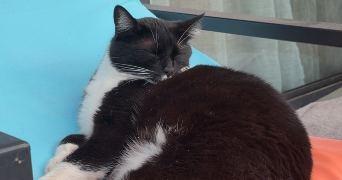 célie pet sitter à PARIS 15 75015_2