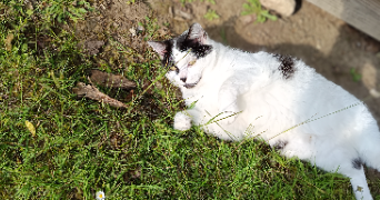 marie pet sitter à NOINTEL 95590_3