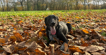 joy pet sitter à RENNES 35000_1