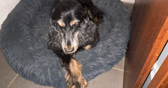 hugo pet sitter à LILLE 59000_3