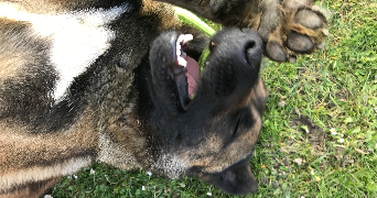 kyllian pet sitter à PONTCARRE 77135_2