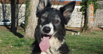 chloe pet sitter à MOLLES 03300_6