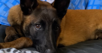 emilie pet sitter à BILLERE 64140_4