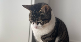 gabriel pet sitter à ST MALO 35400_5