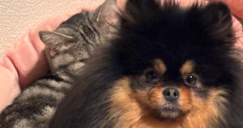 laure pet sitter à BELLEY 01300_0