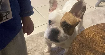 elodie pet sitter à BRIE COMTE ROBERT 77170