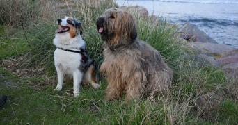 katy pet sitter à RENNES 35700_3