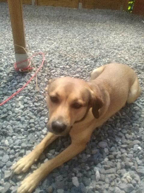 christian  pet sitter à Ponts-et-Marais 76260_2