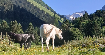 salomé pet sitter à Sarreguemines 57200_3