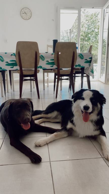 Lea pet sitter à Annecy 74940_0