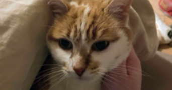 mathilde pet sitter à ANGERS 49100_1