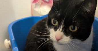 kevin pet sitter à LA MADELEINE 59110_1