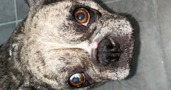 gwendoline pet sitter à LE TEIL 07400_5