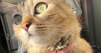 mila pet sitter à MARSEILLE 14 13014_0