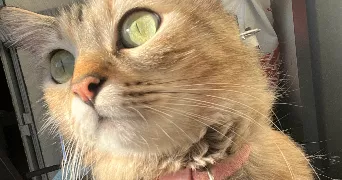 mila pet sitter à MARSEILLE 14 13014