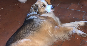 pascale pet sitter à PARAY LE MONIAL 71600_5