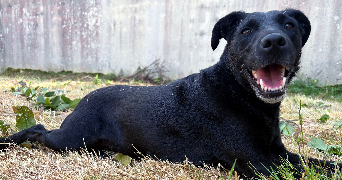 amandine pet sitter à NANGIS 77370_0