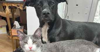 pauline pet sitter à MONTBERT 44140_2