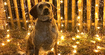 guillaume pet sitter à LORIENT 56100_4